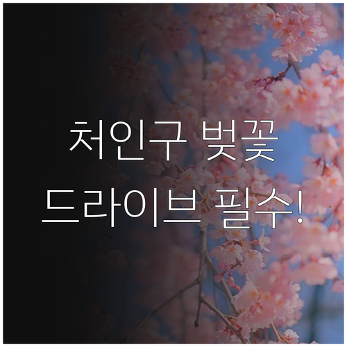 용인 처인구 지역별 벚꽃 개화 차이와 추천 드라이브 코스