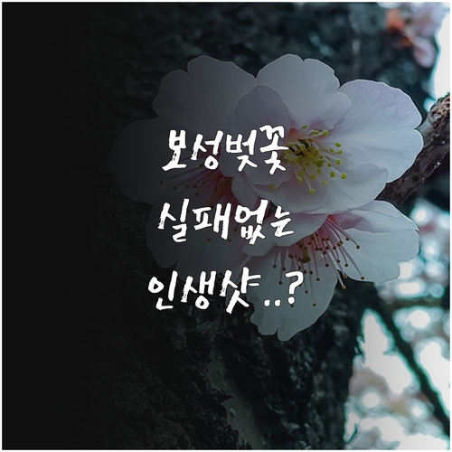 2026 보성 벚꽃 명소 추천 시간대별 방문 팁 정리